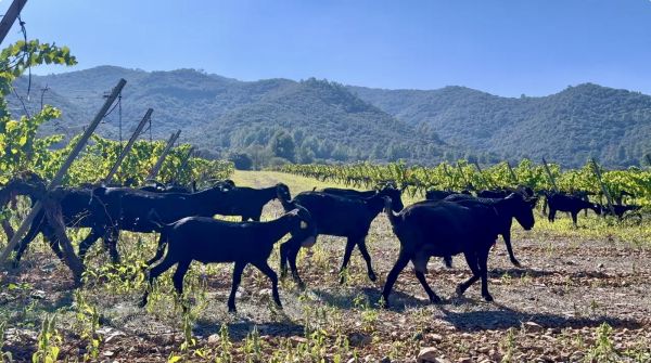 Poblet23__600x335.jpeg