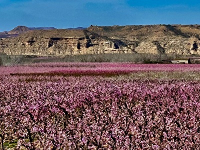 Springtime_in_Spain